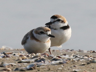 Malaysian Plovers