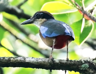 Mangrove Pitta