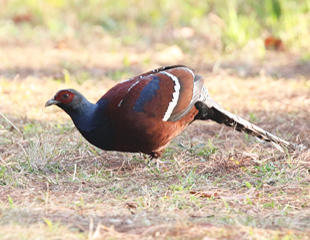 Mrs Hume's Pheasant