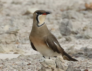 Oriental Pratincole