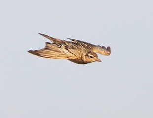 Oriental Skylark