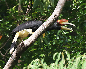 Rhinoceros Hornbill