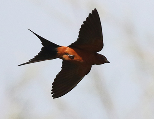 Rufous-bellied Swallow