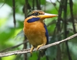 Rufous-collared Kingfisher