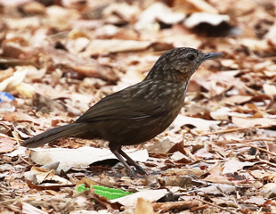 Rufous Limestone Babbler