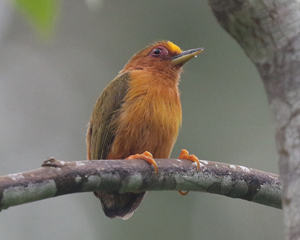 Rufous Piculet