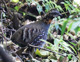 Rufous-throated Partridge