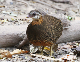 Scaly-breasted Partridge