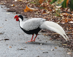 Silver Pheasant