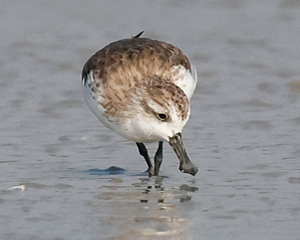 Spoon-billed Sandpiper