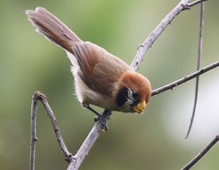 Spot-breasted Parrotbill