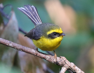 Yellow-bellied Fairy Fantail