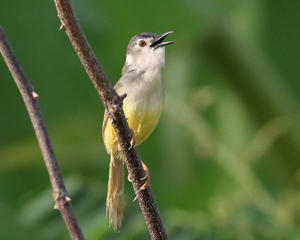 Yellow-bellied Prinia