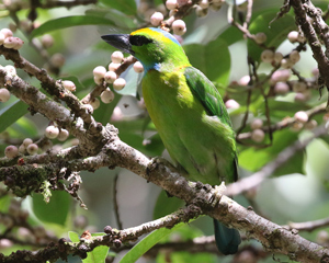 Yellow-crowned Barbet